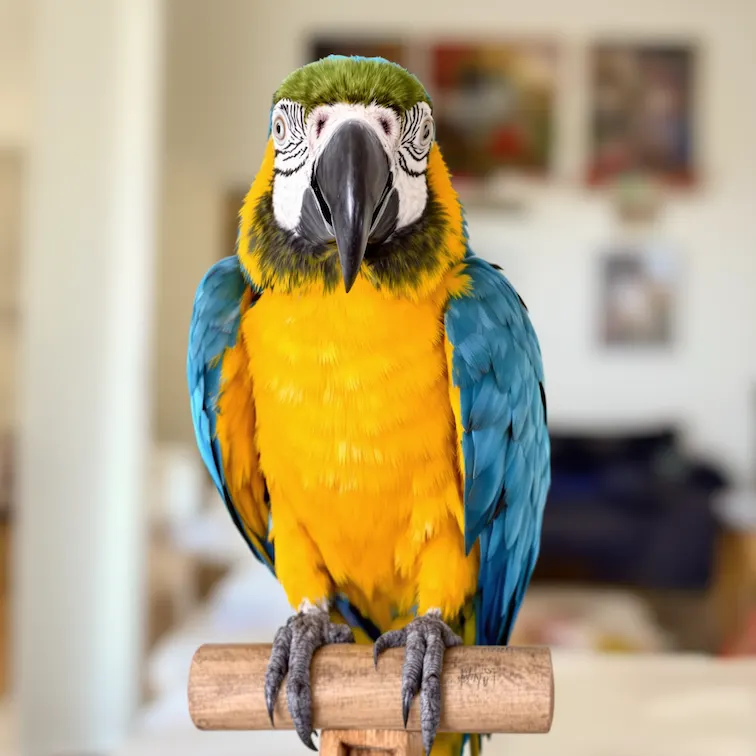 Click to zoom Emoji Icon Original Example 4 - Before Nano Banana AI Transformation